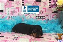 dachshund puppy posted by little paws kennel